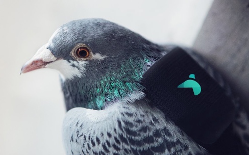 Des pigeons informatisés volent dans les plumes de la pollution