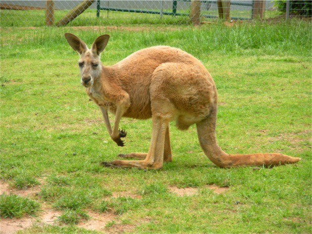 Ce kangourou est ravi de la nouvelle. (Photo thethrillstheyyield CC BY-ND 2.0)